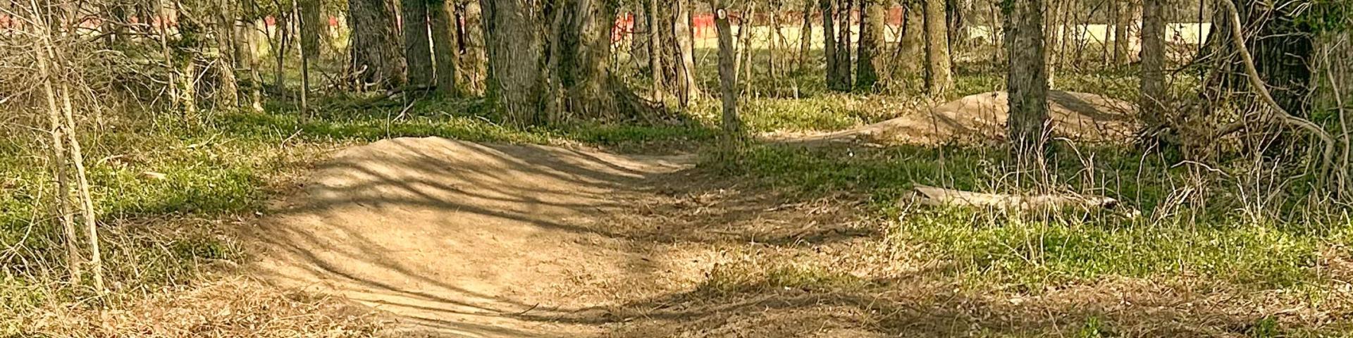 Sunny forest path with trees and sparse grass.